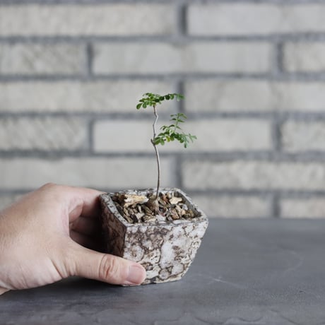 【鷲ノ巣】灰被天目　植木鉢(盆栽鉢)241109-6/10 鷲ノ巣】志野焼 植木鉢(盆栽鉢)240921-1 - メルカリ