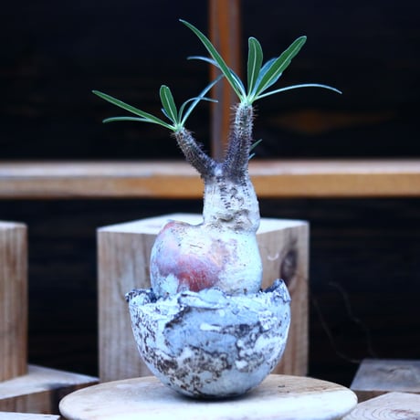 パキポディウム  グラキリス ／Pachypodium  gracilius     no.1226107