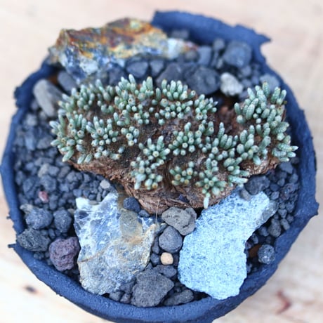 アボニア   クイナリア   アルストニー  赤花／Avonia quinaria ssp. alstonii    no.121219