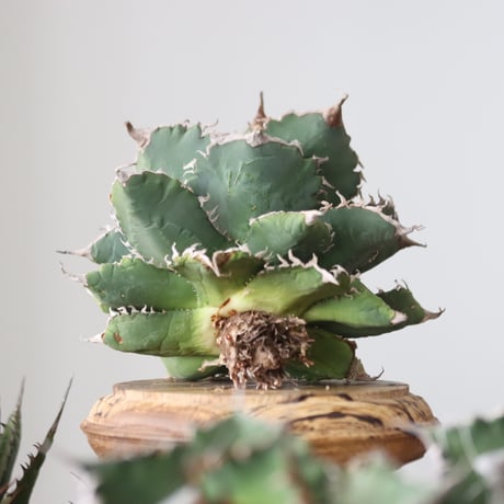 Agave titanota solareclipse / Style of Chika　no.42150
