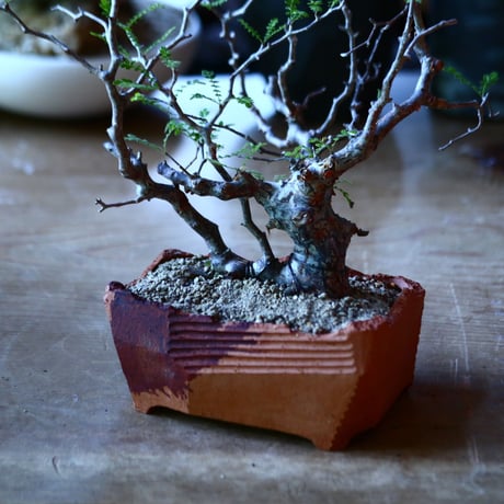 コミフォラ モンストローサ   Commiphora monstrosa   no.81650