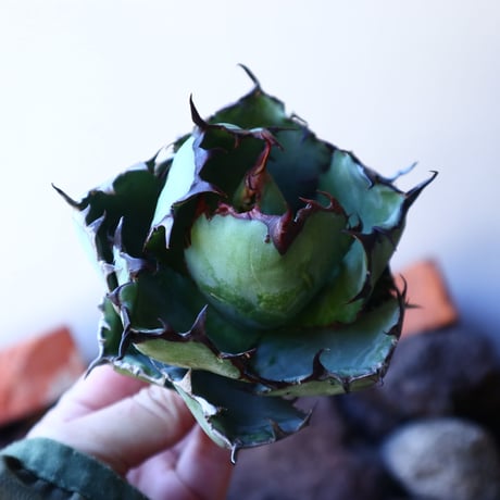 アガベ チタノタ　ブラック＆ブルー Agave titanota black&bule   no.30845