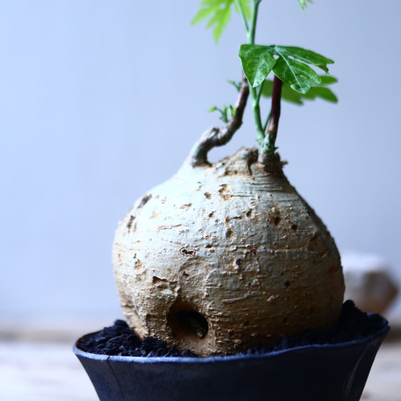 アデニア メタモルファ Adenia metamorpha no.90637 | 芽の巣山