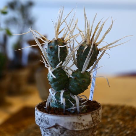 YAMABACHI ver. takero pot × Tephrocactus articulatus f.papyracanthus    no.102226