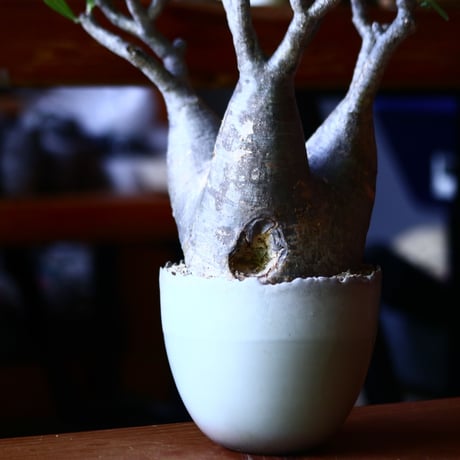 パキポディウム グラキリス   Pachypodium rosulatum var. gracilius no.81641