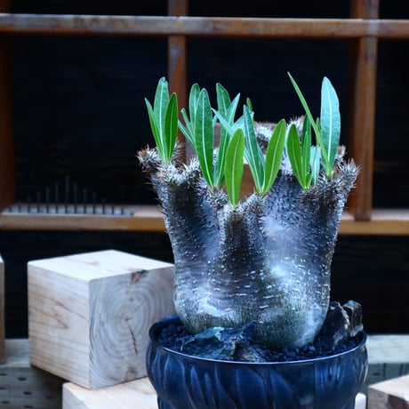 パキポディウム  イノピナツム／Pachypodium Inopinatum   no.81545