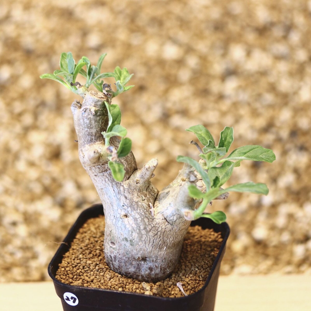 プテロディスクス マカチニエンシス　塊根植物　発根済み　輸入実生株 プテロディスクス マカチニエンシス / Pterodiscus