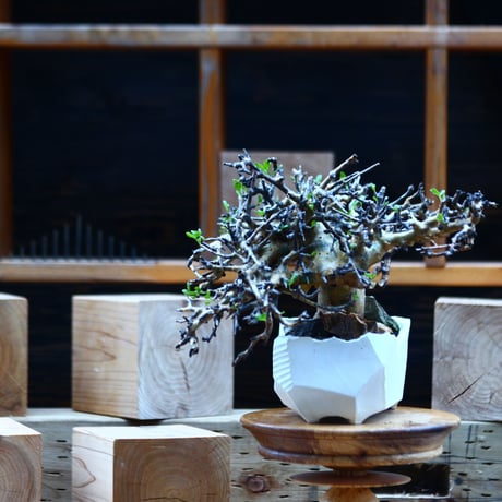 コミフォラ   ストックシアナ／Commiphora stocksiana  no.82251