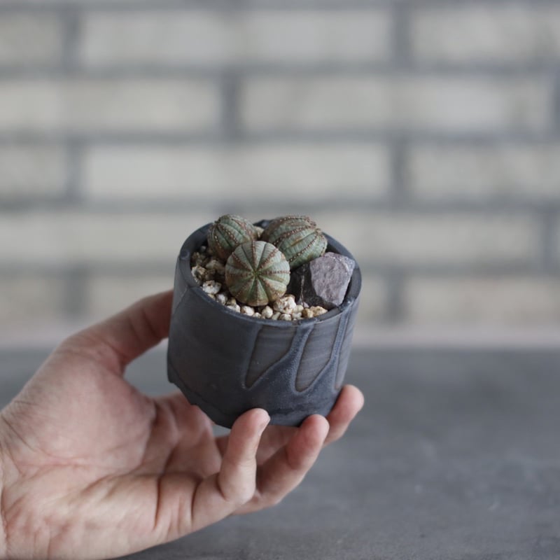Euphorbia obesa × N/OH(2.5号) no.510/31 | 芽の巣山