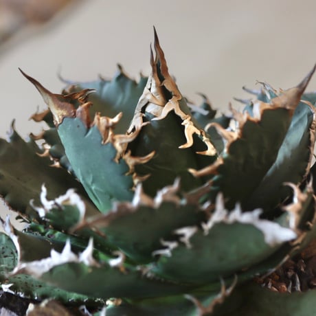 《Style of Chika》Agave titanota solareclipse × N/OH  no.301-7