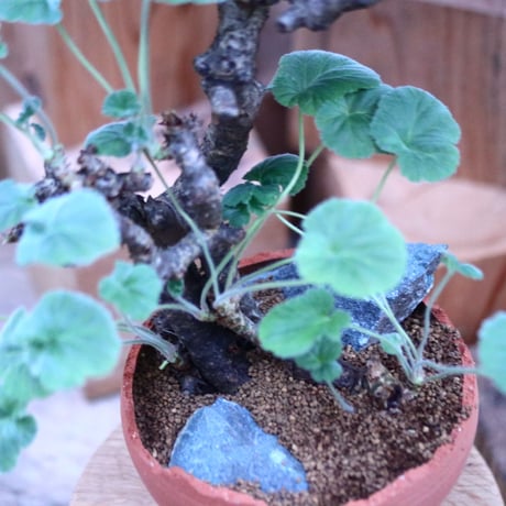 ぺラルゴ二ウム   エキナツム／Pelargonium  lechinatum   no.112152