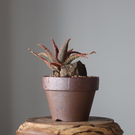 Aloe ‘Chiristmas Carol’ × YAMABACHI var.六本芽　 no.52616