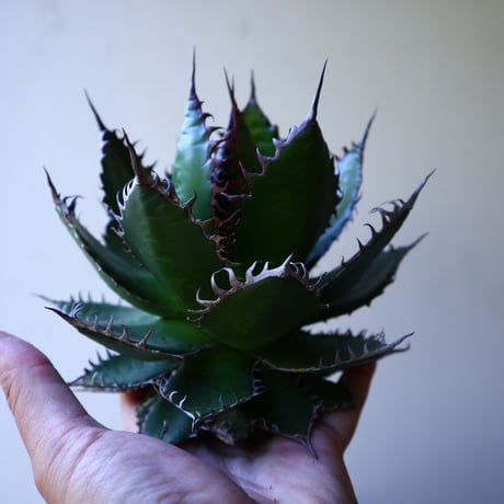 アガベ ホリダ  Agave horrida   no.42804