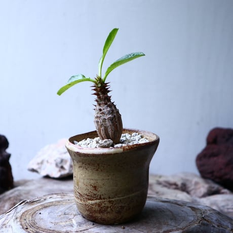 パキポディウム  ウィンゾリー   Pachypodium baronii var. windsori    no.102742