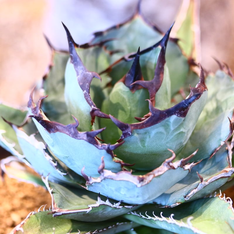 Agave titanota black Whale no.32456 | 芽の巣山