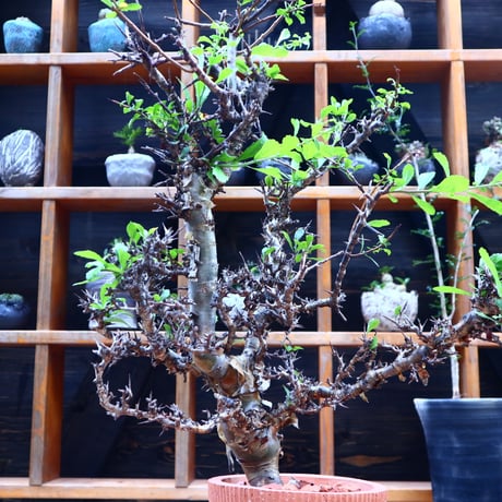 コミフォラ クア ／Commiphora kua    no.72548