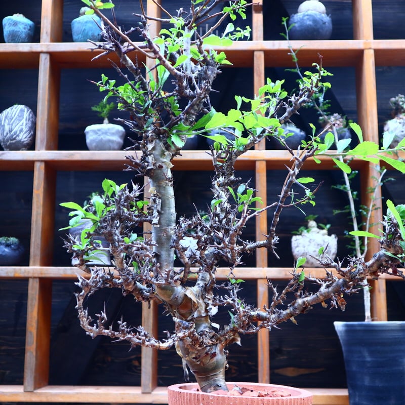 コミフォラ クア ／Commiphora kua no.72548 | 芽の巣山