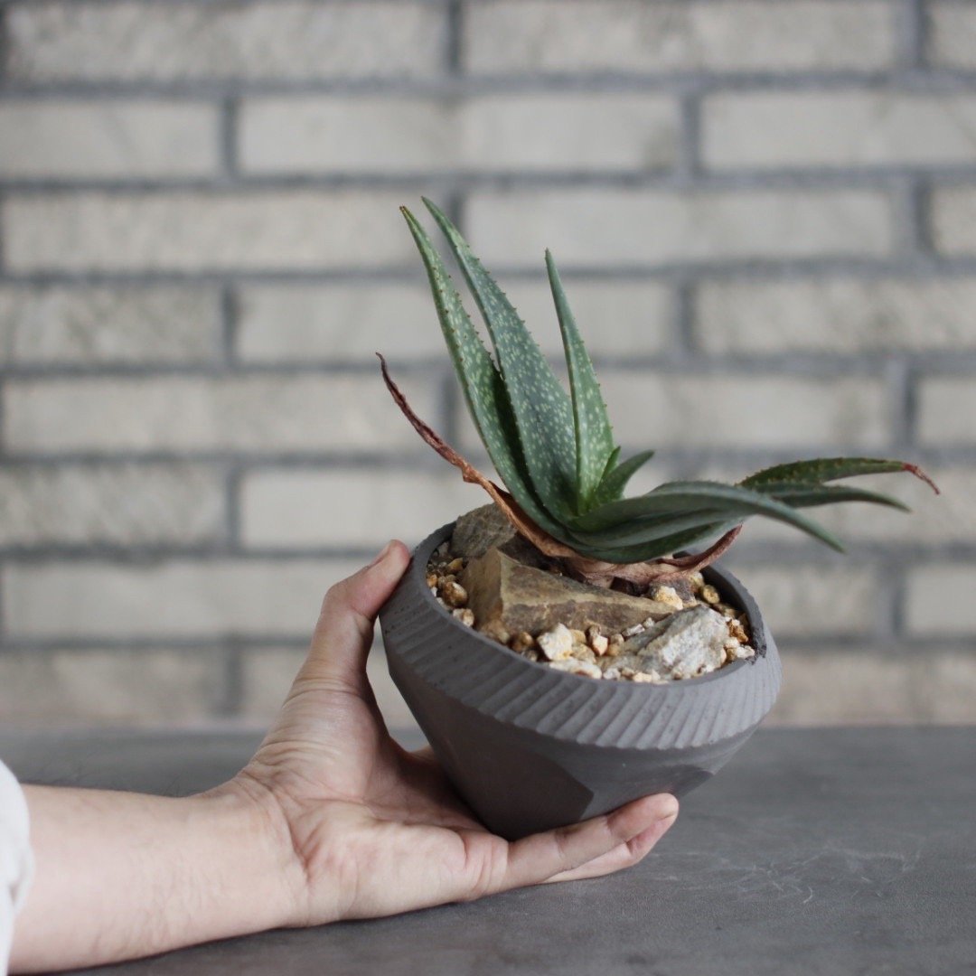 Aloe lavranosii Reynolds Yemen CITES Species ×