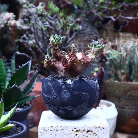 チレコドン  レスキュラーツ  万物想      Tylecodon  reticulate  no.42516