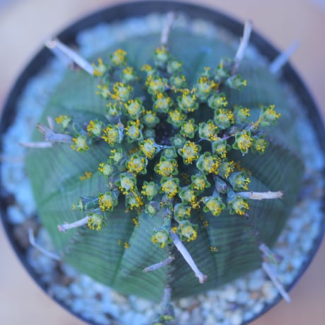 ユーフォルビア  バリダ  ♂    Euphorbia valida    no.20728