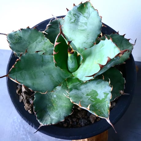 アガベ チタノタ　ブラック＆ブルー  Agave titanota black&bule    No.31015
