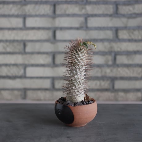Pachypodiu namaquanum / 光堂 × N/OH (4号)  no.510/17