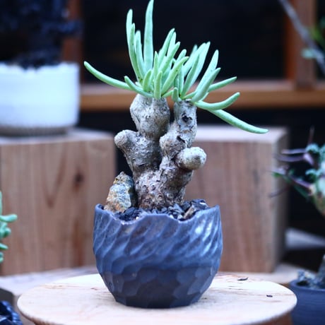チレコドン ルブロベノーサス ／Tylecodon rubrovenosus  ﻿﻿    no.112121