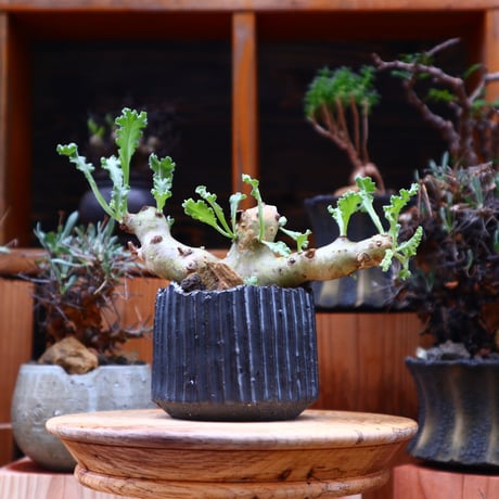 ペラルゴニム クリンガルドテンセ／Pelargonium Klinghardtense  no.50120