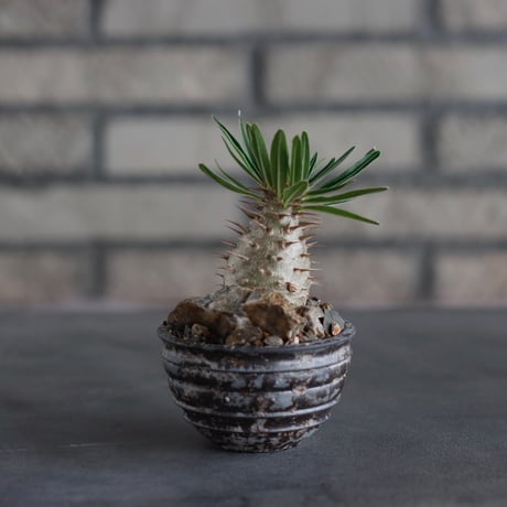 Pachypodium gracilius × takero pot (2.5号)  no.817-10