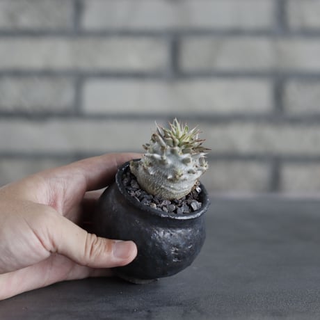 Pachypodium Densicaule /恵比寿大黒 × takero pot (2号)  no.706-17