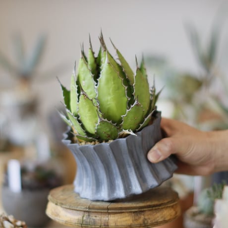 Agave horrida × soso (4号)  no.1214/19