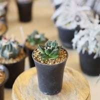 Ariocarpus fissuratus cv. Godzilla / 亀甲牡丹ゴジラ (2.5号)  no.1226/33