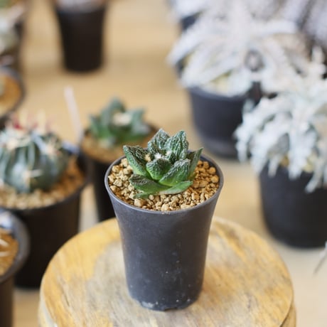 Ariocarpus fissuratus cv. Godzilla / 亀甲牡丹ゴジラ (2.5号)  no.1226/33