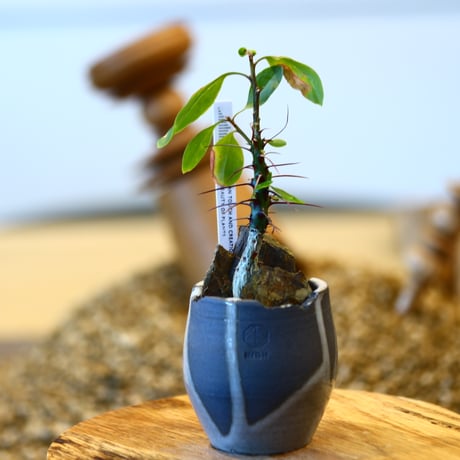 プルプシー×thha_ ザー　コレクション株 プルプシー×thha_ ザー コレクション株 プルプシー×thha_ ザー