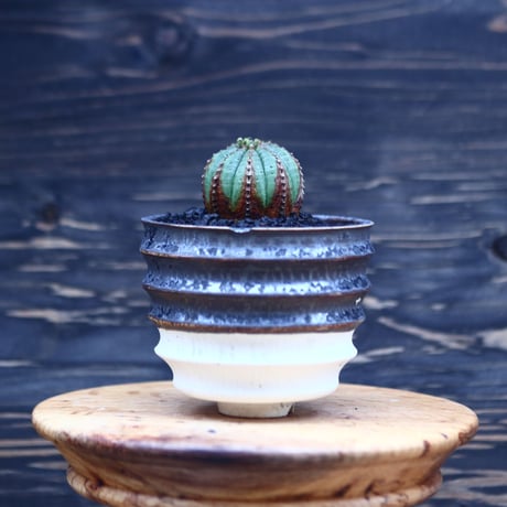 ユーフォルビア  オベサ     Euphorbia obesa    no.30719