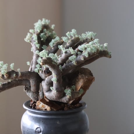 Monsonia multifida × N/OH  no.905-19