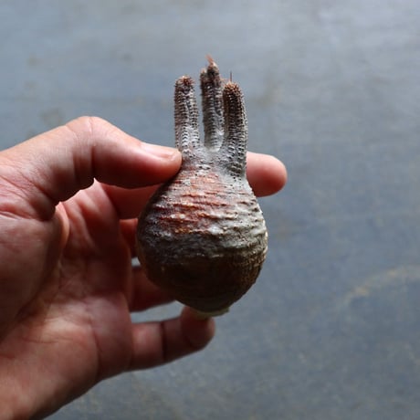 パキポディウム グラキリス 抜苗  Pachypodium rosulatum var. gracilius no.92904