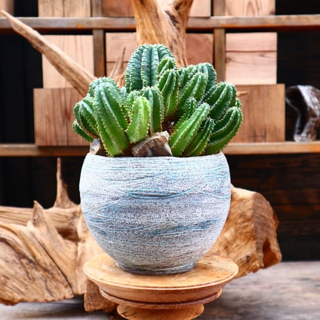 ユーフォルビア バリダ×ホリダ / Euphorbia  valida × horrida    no.31211