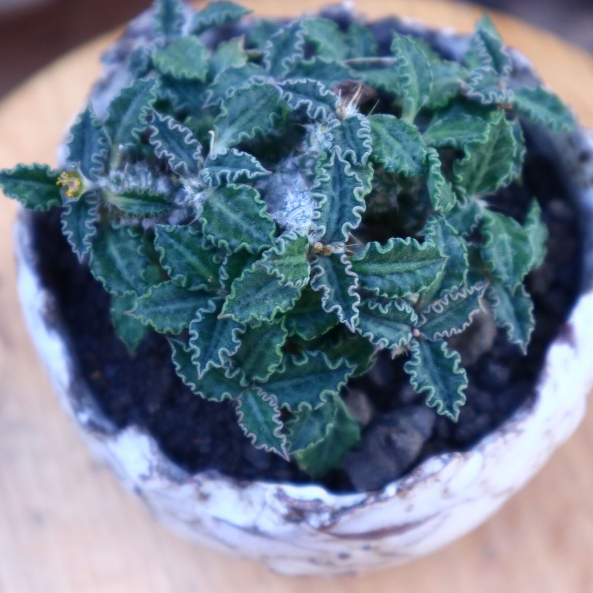 ユーフォルビア トゥレアレンシス １tulearensis ユーフォルビア トゥレアレンシス／Euphorbia tulearensis no.