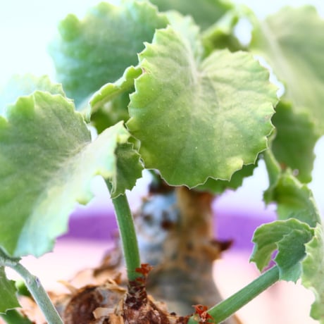 N/OH × Cyphostemma uter var. macropus    no61860