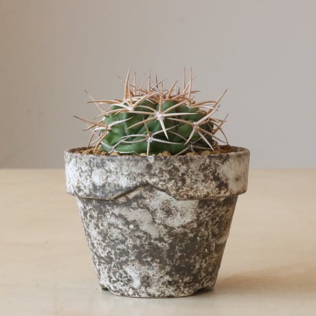 gymnocalycium | STORES gymnocalycium | STORES
