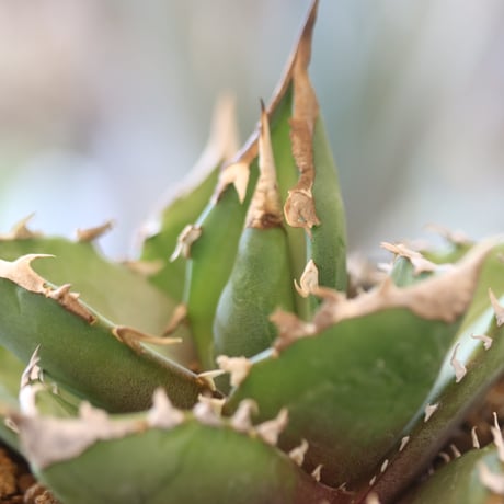 Agave titanota"FO-076" × soso no.112-3