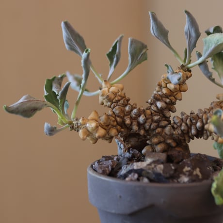 Othonna herrei × YAMABACHI var. takero pot   no.131-6