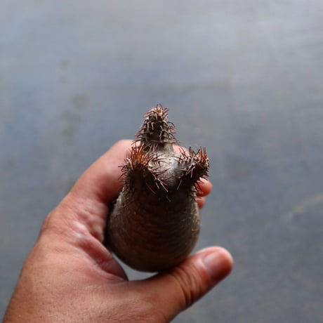 パキポディウム グラキリス 抜苗  Pachypodium rosulatum var. gracilius no.92924