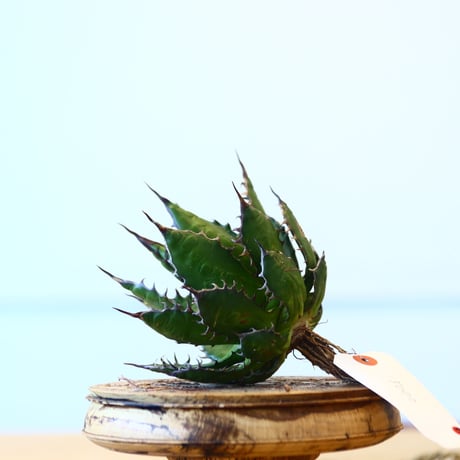 Agave horrida / Style of Chika   no.1015/87