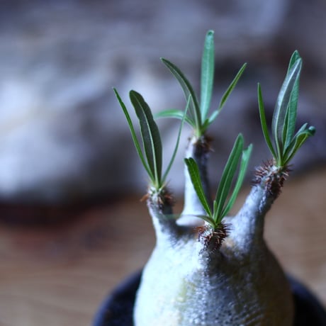 パキポディウム グラキリス   Pachypodium rosulatum var. gracilius no.705-14