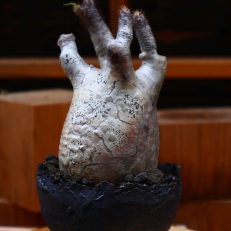 パキポディウム  グラキリス／Pachypodium  gracilius   no.50156