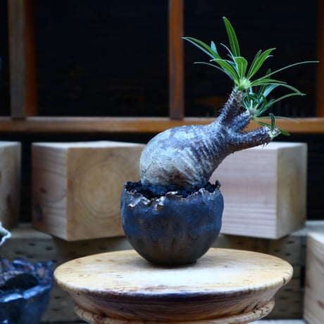 パキポディウム  グラキリス／Pachypodium  gracilius       no.70427