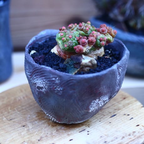 マミラリア ボカサナフレッド   Mammillaria bocasana cv. Fred     no.32127