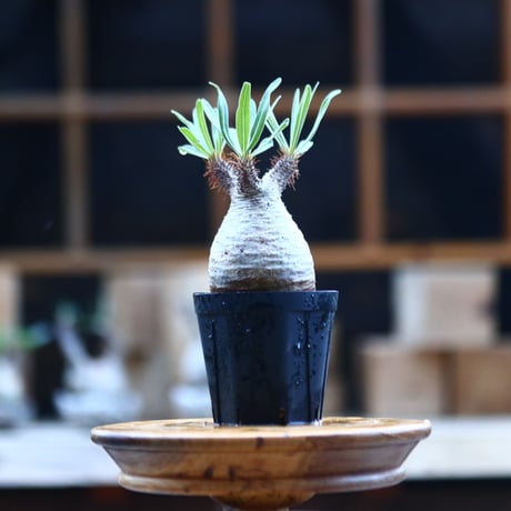 パキポディウム  グラキリス ／Pachypodium  gracilius     no.101745